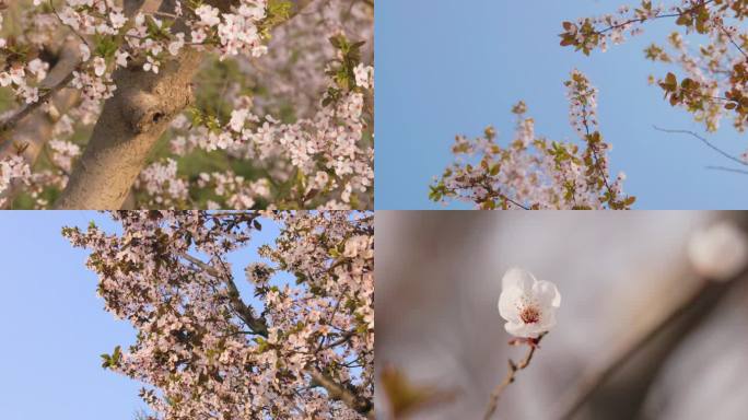 北京春天盛开的樱花