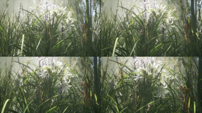 草花田，阳光柔和，为背景