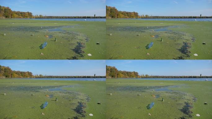 附近有天鹅经过的污染湖