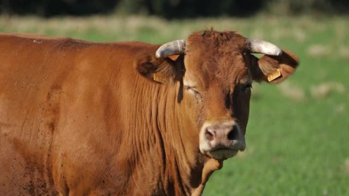 利穆赞是法国肉牛品种。