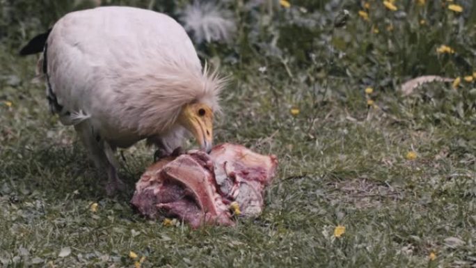 动物鸟鹰正在吃生肉