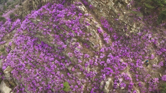 青岛大珠山杜鹃花春天的景色