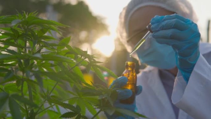 戴着口罩，眼镜和手套的科学家的录像正在检查大麻植物，研究和检查大麻农场中的CBD大麻油，这是医疗大麻