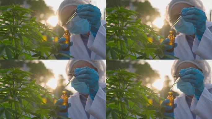 戴着口罩，眼镜和手套的科学家的录像正在检查大麻植物，研究和检查大麻农场中的CBD大麻油，这是医疗大麻