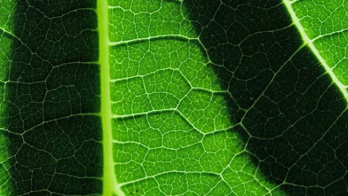 大叶表面显示用于教育的植物细胞。植物质地和图案的绿色叶子闭合。叶片的静脉与盘运动。