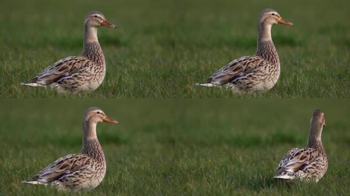 一只杂种绿头鸭和一只家鸭雌性坐在草地上走开