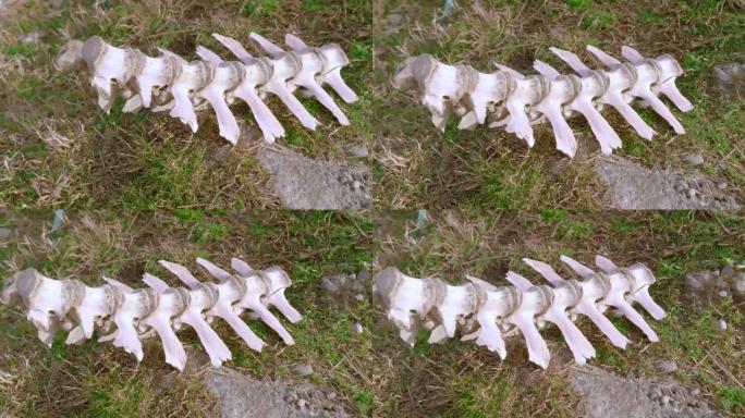动物的骨头散落在田野的草地上。