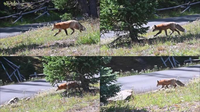 路边的红狐狸