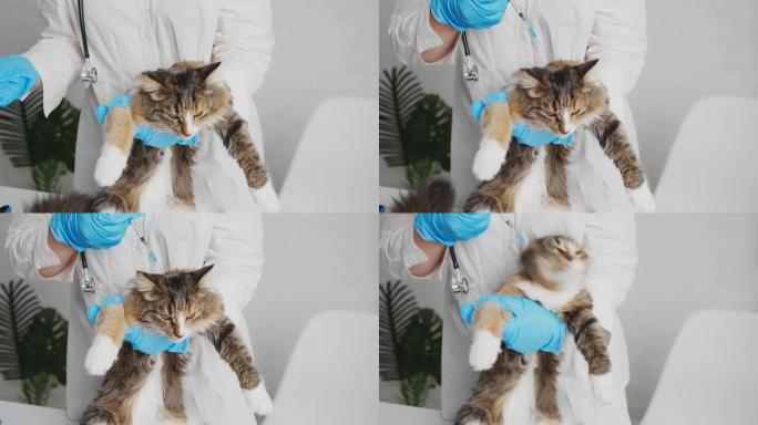 白色背景的诊所里有兽医的猫。戴着手套和白大褂的兽医给猫注射。猫很害怕。猫病。