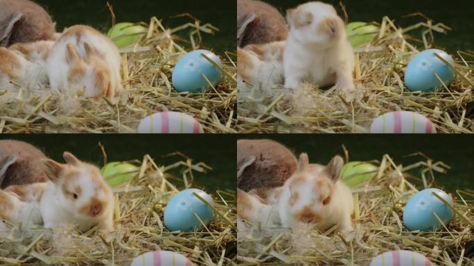 小兔子在窝里，有妈妈毛皮和干草