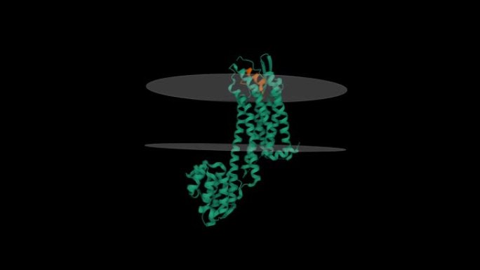 人内皮素受体b型 (绿色) 与endothelin-1 (棕色) 复合物，推定膜显示