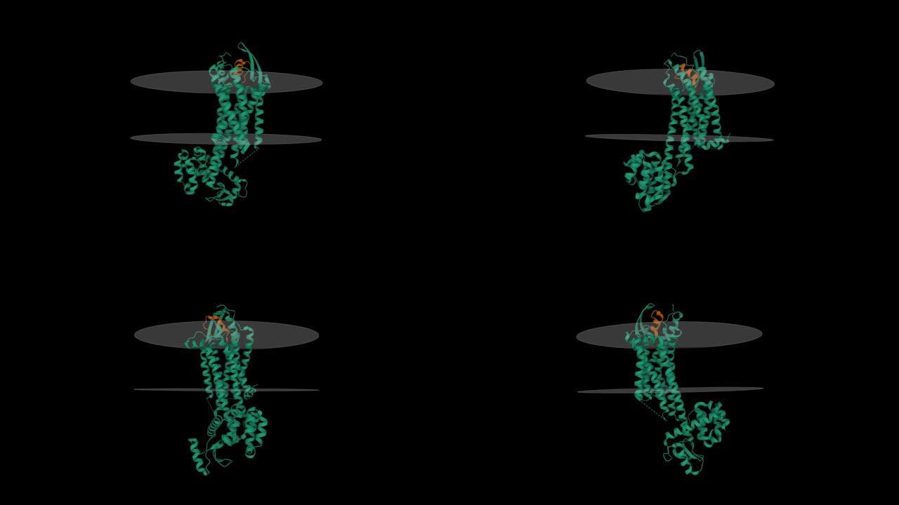 人内皮素受体b型 (绿色) 与endothelin-1 (棕色) 复合物，推定膜显示