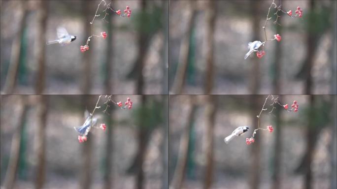 为寻找隐藏食物而飞行的泰坦之间的一场可爱的食物之战