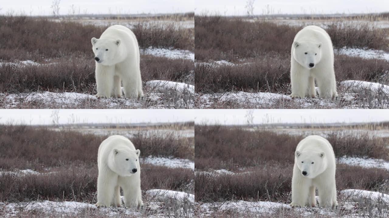 雪中的北极熊