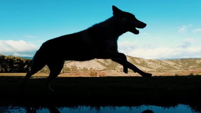 狼狗跑步的慢动作。