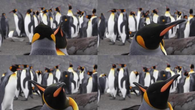 2只国王企鹅，其背景为clony