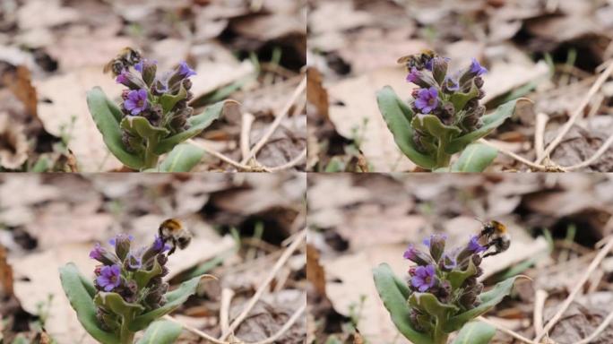 早春森林中大黄蜂授粉的肺叶花关闭。肺叶被称为肺叶，普通肺叶，玛丽的眼泪或圣母的牛奶滴。