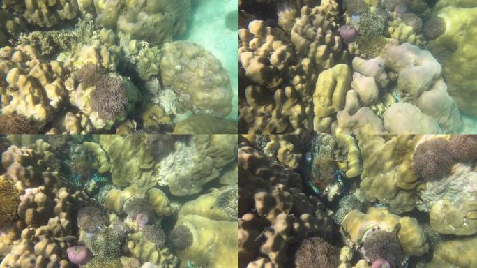 在covid 19病毒爆发后，泰国丽贝岛的海葵和珊瑚浮潜再次恢复了两个生育能力