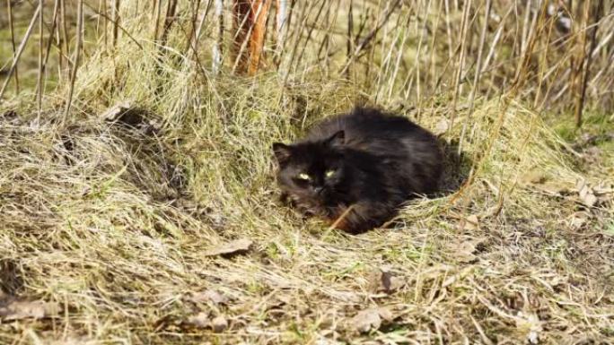一只流浪的黑猫饿着肚子躺在草地上，看着镜头，然后吓跑了