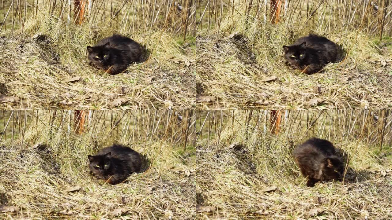 一只流浪的黑猫饿着肚子躺在草地上，看着镜头，然后吓跑了