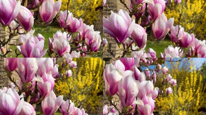 春天在蓝天下盛开的玉兰树，粉红色的花朵。花卉背景。植物园概念。温柔的花朵。香气和芬芳。春季。植物学和