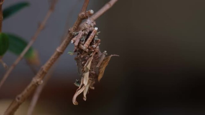毛毛虫有小块树枝可用于茧