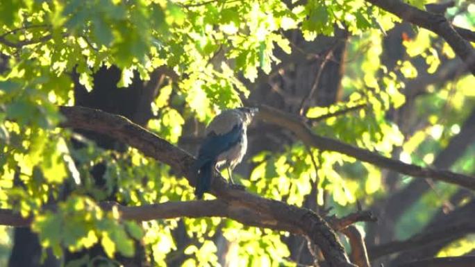 一只灰色的乌鸦坐在树枝和呱呱叫之间。