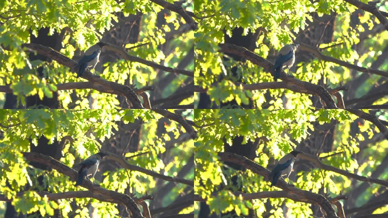一只灰色的乌鸦坐在树枝和呱呱叫之间。