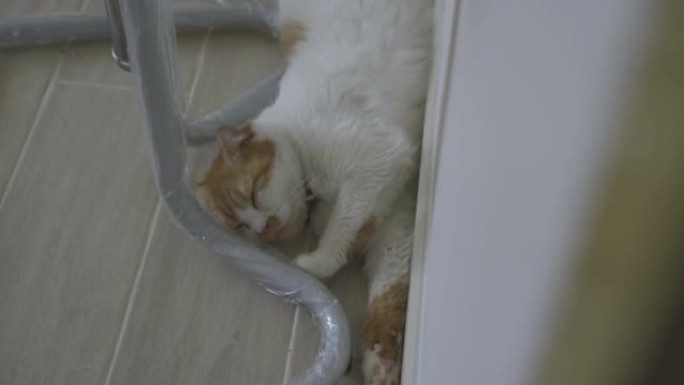 肥胖的猫躺在家里的地板上