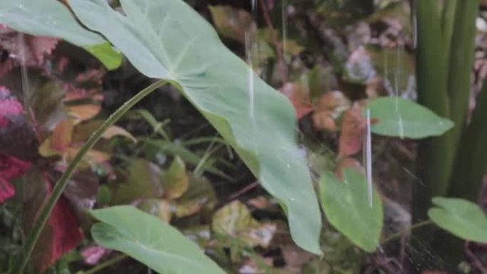 雨滴落在芋头叶子上