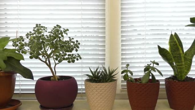 窗台上生长的家庭植物。