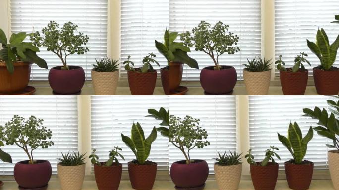 窗台上生长的家庭植物。
