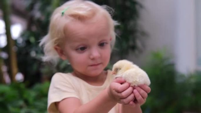 深情可爱的蹒跚学步的女孩用小手抱着黄色的新生小鸡，热爱家畜。在孩子的手中，小鸡的微小生命，他微笑着检