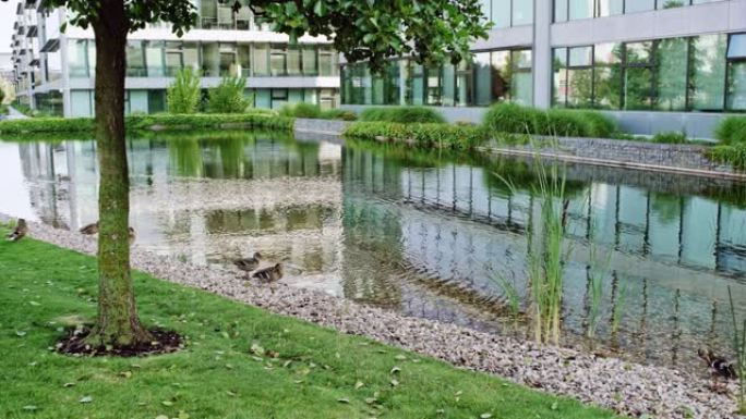 湖边的办公楼水和生态景观设计与自然概况
