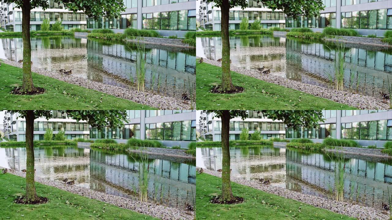 湖边的办公楼水和生态景观设计与自然概况