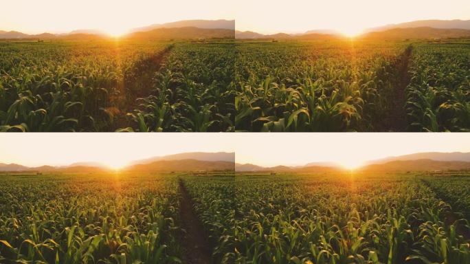 傍晚在玉米田上方鸟瞰图，光线照耀日落