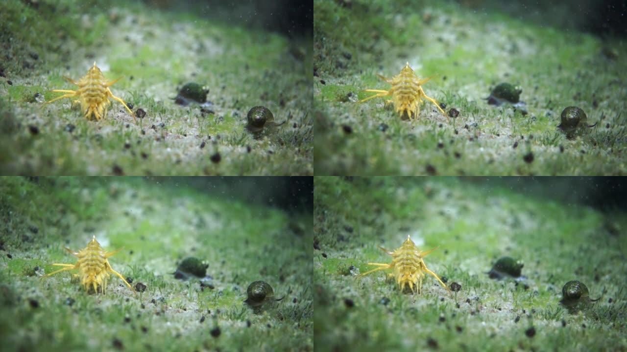 黄壳小龙虾微距射击。