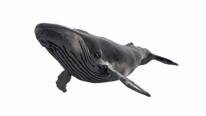 孤立在白色背景上游泳的蓝鲸。逼真的3d数字动画。