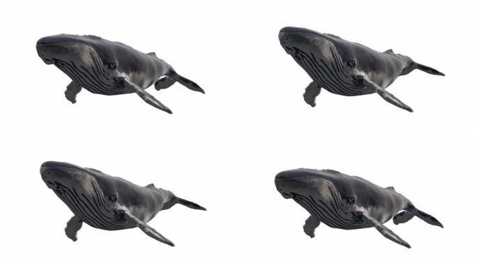 孤立在白色背景上游泳的蓝鲸。逼真的3d数字动画。