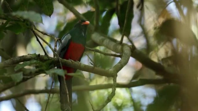 巴拿马Slaty-tailed Trogon