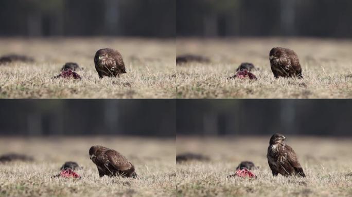 普通秃鹰 (Buteo buteo)