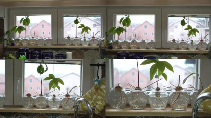 鳄梨植物种子在玻璃杯中发芽并用水生长