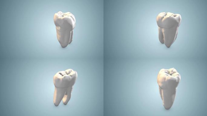 人体牙齿解剖动画摘要