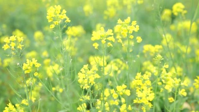 油菜花盛开油菜花盛开