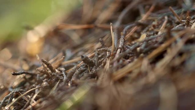 昆虫蚂蚁在冥想的秋季林地在地面上爬行。秋天的心情。