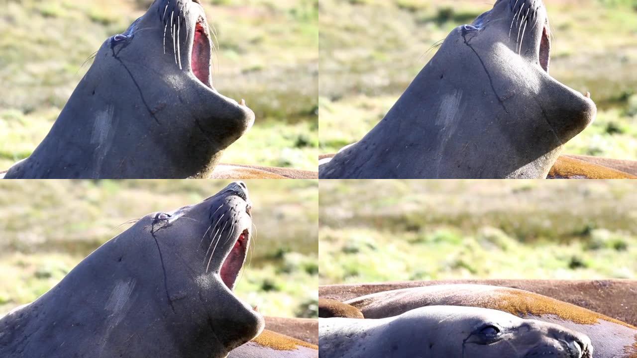 象海豹张开大嘴鼻涕