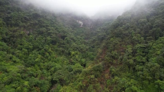 山上雾的鸟瞰图森林林海原始森林