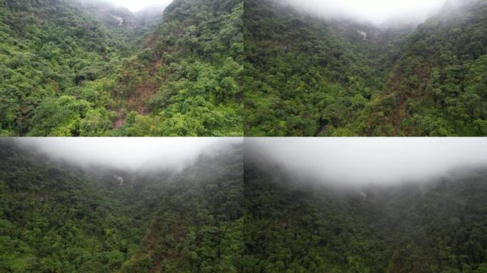 山上雾的鸟瞰图森林林海原始森林