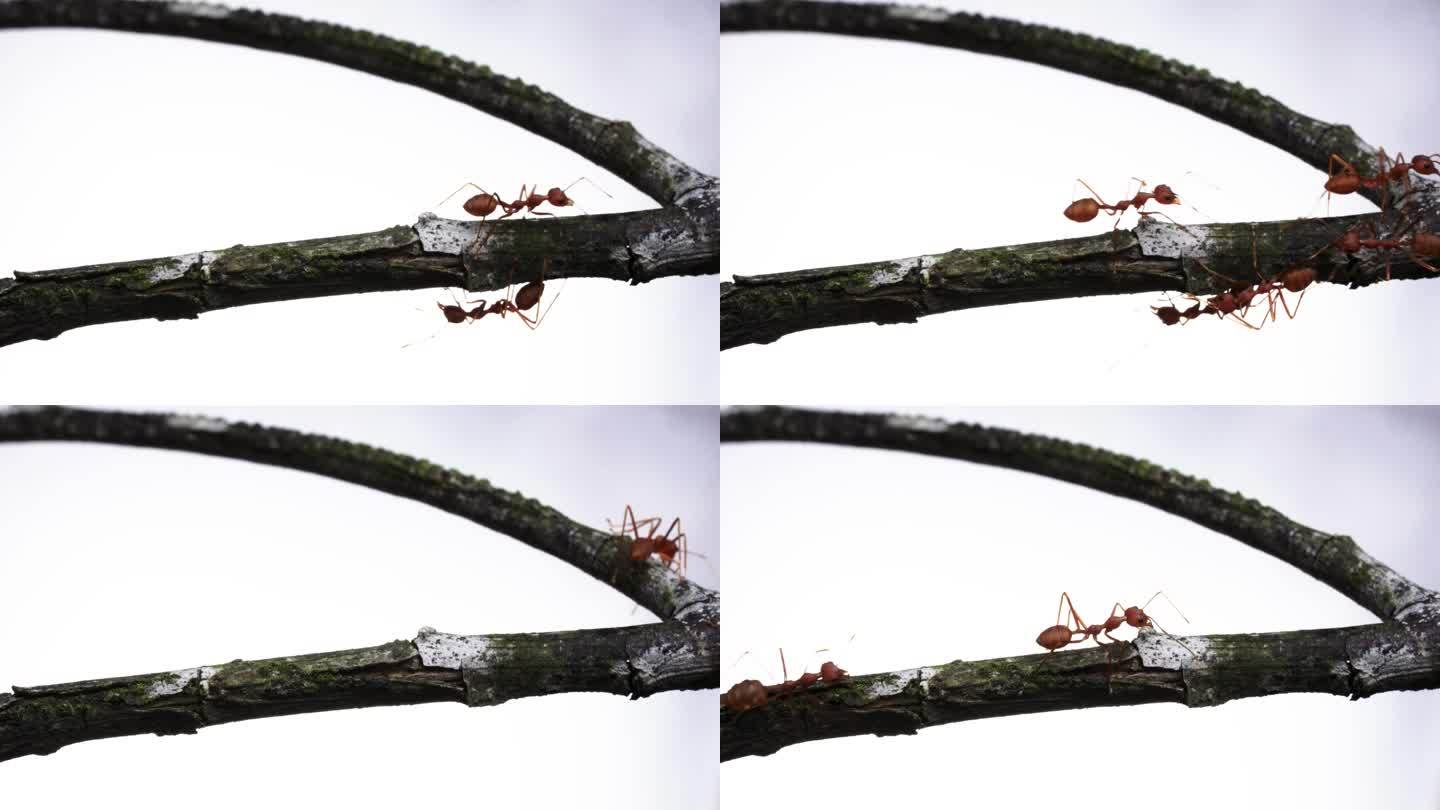 树上忙碌的蚂蚁
