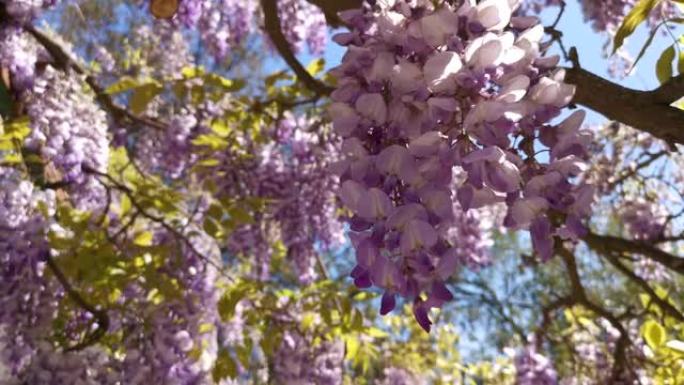 紫色紫藤特写花开春园。